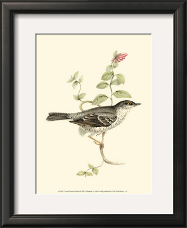 Barred Warbler by John Gould Pricing Limited Edition Print image