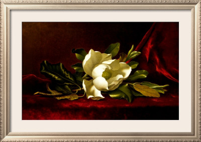 The Magnolia Flower by Martin Johnson Heade Pricing Limited Edition Print image