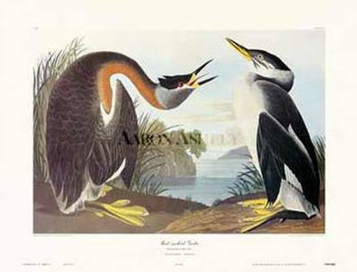 Red-Necked Geese by John James Audubon Pricing Limited Edition Print image