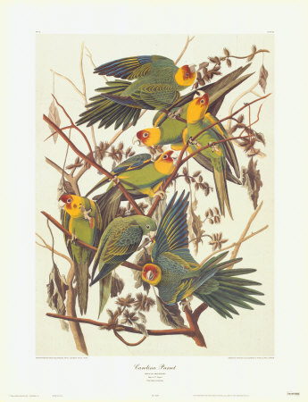 Carolina Parrot by John James Audubon Pricing Limited Edition Print image
