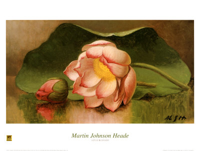 Lotus Blossom, 1885-95 by Martin Johnson Heade Pricing Limited Edition Print image