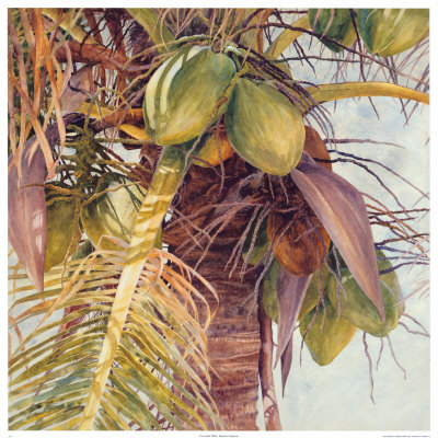 Coconut Palm by Barbara Shipman Pricing Limited Edition Print image