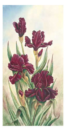 Burgundy Irises by Helen Brown Pricing Limited Edition Print image