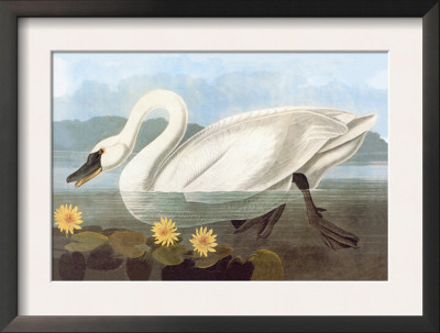 Whistling Swan by John James Audubon Pricing Limited Edition Print image