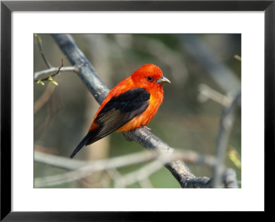 Male Scarlet Tanager by Adam Jones Pricing Limited Edition Print image