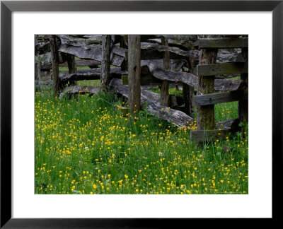 Rail Fence And Buttercups, Pioneer Homestead, Great Smoky Mountains National Park, Tennessee, Usa by Adam Jones Pricing Limited Edition Print image