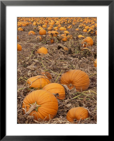 Pumpkins In Ready For Harvest, Shelbourne, Massachusetts, Usa by Adam Jones Pricing Limited Edition Print image