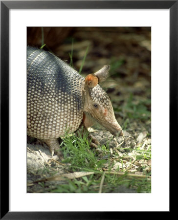 Nine-Banded Armadillo, Florida, Usa by Bob Bennett Pricing Limited Edition Print image