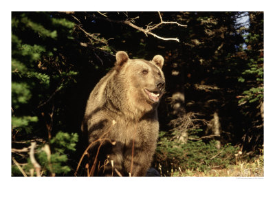Grizzly Bear At Edge Of Forest by Guy Crittenden Pricing Limited Edition Print image