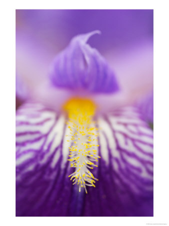 Hybrid Iris, Great Smoky Mountains, North Carolina, Usa by Adam Jones Pricing Limited Edition Print image