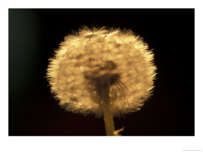 Dandelion Seeds by Adam Jones Pricing Limited Edition Print image