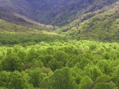 New Spring Tree Foliage On Side Of Mt Leconte, Great Smoky Mountains National Park, Tennessee. by Adam Jones Pricing Limited Edition Print image