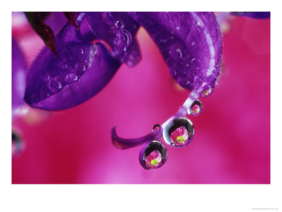 Chrysanthemum, Reflected In Waterdrops by Adam Jones Pricing Limited Edition Print image