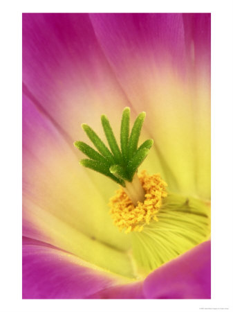 Cactus Flower, Mexico by Adam Jones Pricing Limited Edition Print image