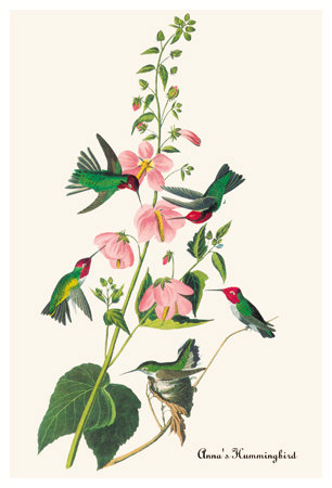 Anna's Hummingbird by John James Audubon Pricing Limited Edition Print image