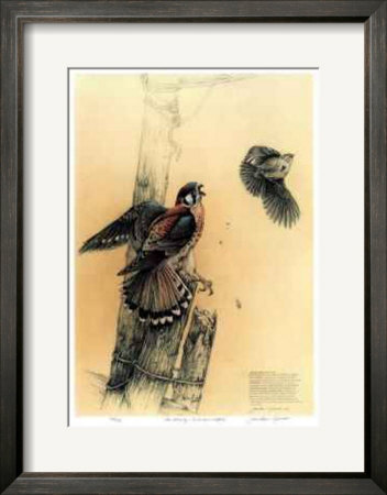 The Getaway - American Kestrel by Michael Dumas Pricing Limited Edition Print image