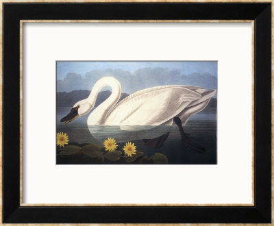 Common American Swan by John James Audubon Pricing Limited Edition Print image