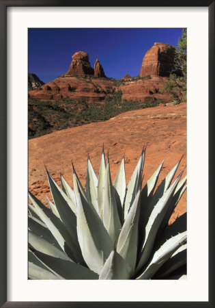 Agave Cactus And Red Rock Formations by Adam Jones Pricing Limited Edition Print image