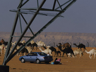 A Family Enjoys A Picnic Behind Their Car As A Camel Herd Passes By by Reza Pricing Limited Edition Print image
