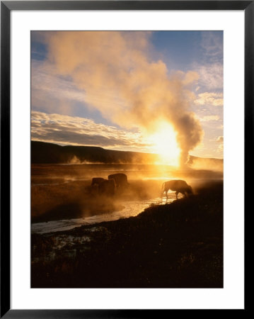 Bison Silhouetted At Sunrise As Old Faithful Erupts, Yellowstone National Park, Wyoming, Usa by Adam Jones Pricing Limited Edition Print image