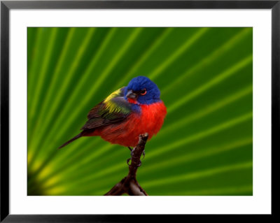 Male Painted Bunting, Everglades National Park, Florida, Usa by Adam Jones Pricing Limited Edition Print image