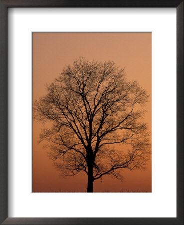 Tree Silhouetted During Winter Sunset, Kentucky, Usa by Adam Jones Pricing Limited Edition Print image