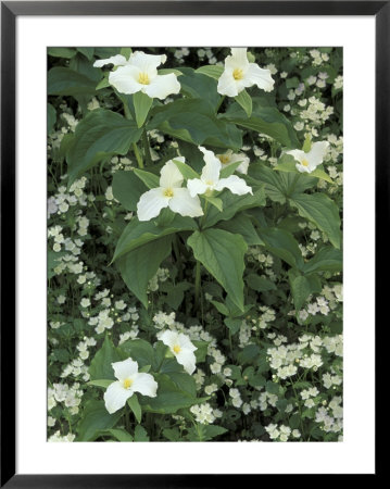 Trillium And Fringed Phacelia, Great Smoky Mountains National Park, Tennessee, Usa by Adam Jones Pricing Limited Edition Print image
