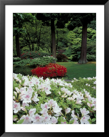 Azaleas In Japanese Garden, Portland, Oregon, Usa by Adam Jones Pricing Limited Edition Print image