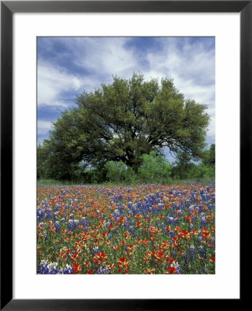 Paintbrush And Bluebonnets And Live Oak Tree, Marble Falls, Texas Hill Country, Usa by Adam Jones Pricing Limited Edition Print image