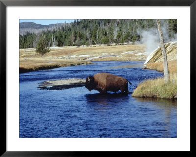 Bison Crossing The Firehole River, Wy by Guy Crittenden Pricing Limited Edition Print image