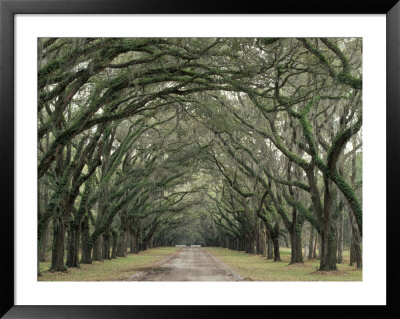 Moss-Covered Plantation Trees, Charleston, South Carolina, Usa by Adam Jones Pricing Limited Edition Print image