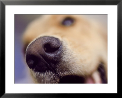Close-Up Of Dog's Nose by Guy Crittenden Pricing Limited Edition Print image