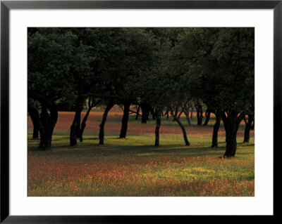 Late Afternoon Light On Bluebonnets And Oak Tree, Hill Country, Texas, Usa by Adam Jones Pricing Limited Edition Print image