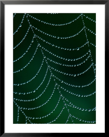 Dewdrop On Spider Web, Louisville, Kentucky, Usa by Adam Jones Pricing Limited Edition Print image