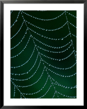 Dewdrop On Spider Web, Louisville, Kentucky, Usa by Adam Jones Pricing Limited Edition Print image