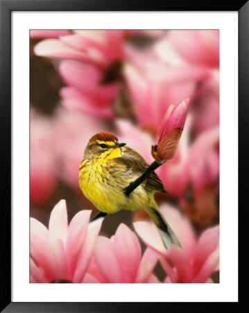 Male Palm Warbler In Magnolia Tree by Adam Jones Pricing Limited Edition Print image