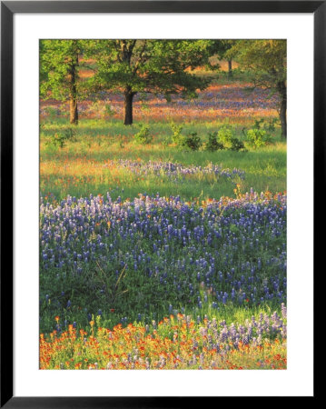 Late Afternoon Light On Meadow Of Texas Paintbrush And Bluebonnets by Adam Jones Pricing Limited Edition Print image