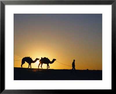 Camels And Guide, Zaafrane, Tunisia, North Africa by David Poole Pricing Limited Edition Print image