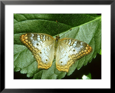 White Peacock Butterfly, Anartia Jatrophae by Adam Jones Pricing Limited Edition Print image