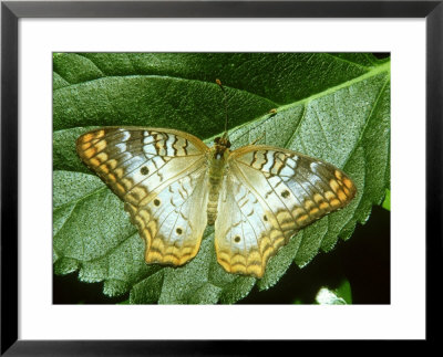 White Peacock Butterfly, Anartia Jatrophae by Adam Jones Pricing Limited Edition Print image