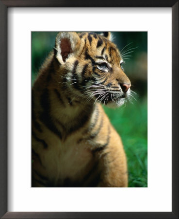 Sumatran Tiger Cub At Taronga Zoo, Sydney, Australia by Dennis Jones Pricing Limited Edition Print image