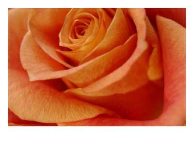 Rose Close Up by Miguel Paredes Pricing Limited Edition Print image