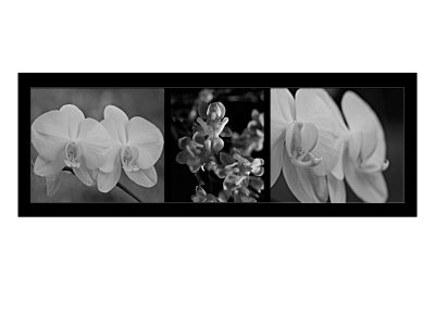 Library Orchids I by Miguel Paredes Pricing Limited Edition Print image