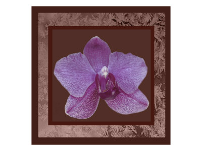 Pink Orchid by Miguel Paredes Pricing Limited Edition Print image