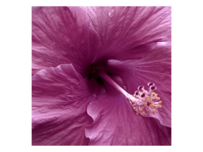 Flower Pic I by Miguel Paredes Pricing Limited Edition Print image