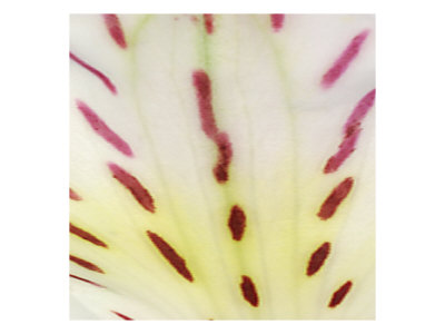 Petal Iv by Miguel Paredes Pricing Limited Edition Print image