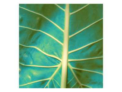 Abstract Leaves Ix by Miguel Paredes Pricing Limited Edition Print image