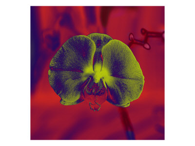 Flores Xiv by Miguel Paredes Pricing Limited Edition Print image