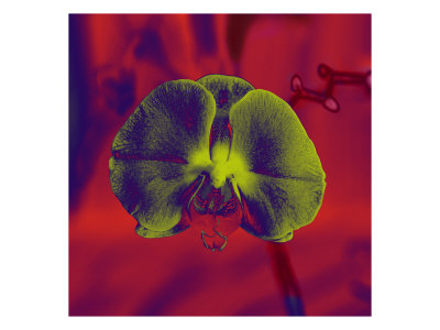Flores Xiv by Miguel Paredes Pricing Limited Edition Print image