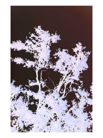 Abstract Trees Xxi by Miguel Paredes Pricing Limited Edition Print image
